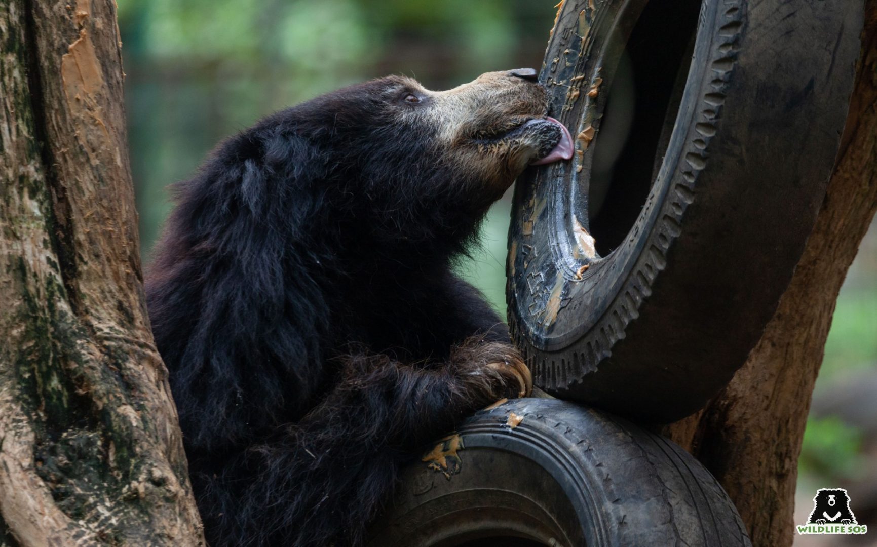 sloth bear