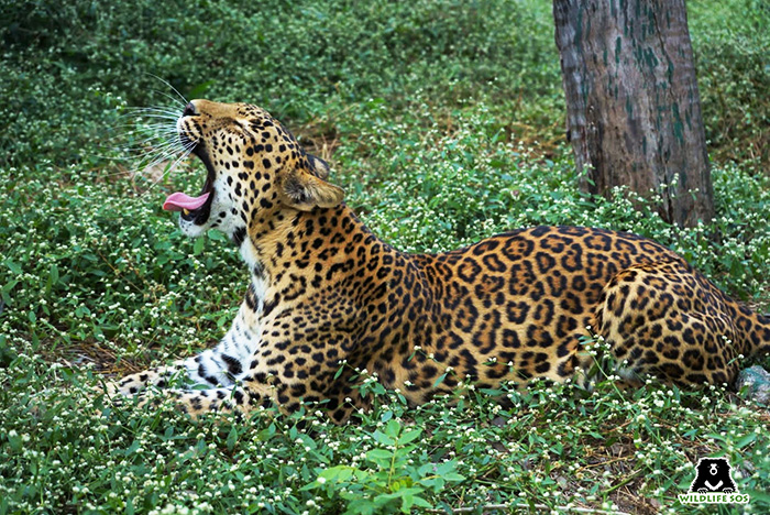 A Day At The Manikdoh Leopard Rescue Centre! - Wildlife SOS