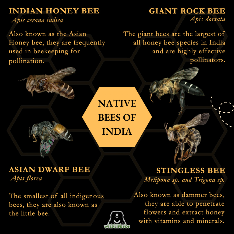 Can You Get Honey from Native Bees? Unveiling the Buzzworthy Truth