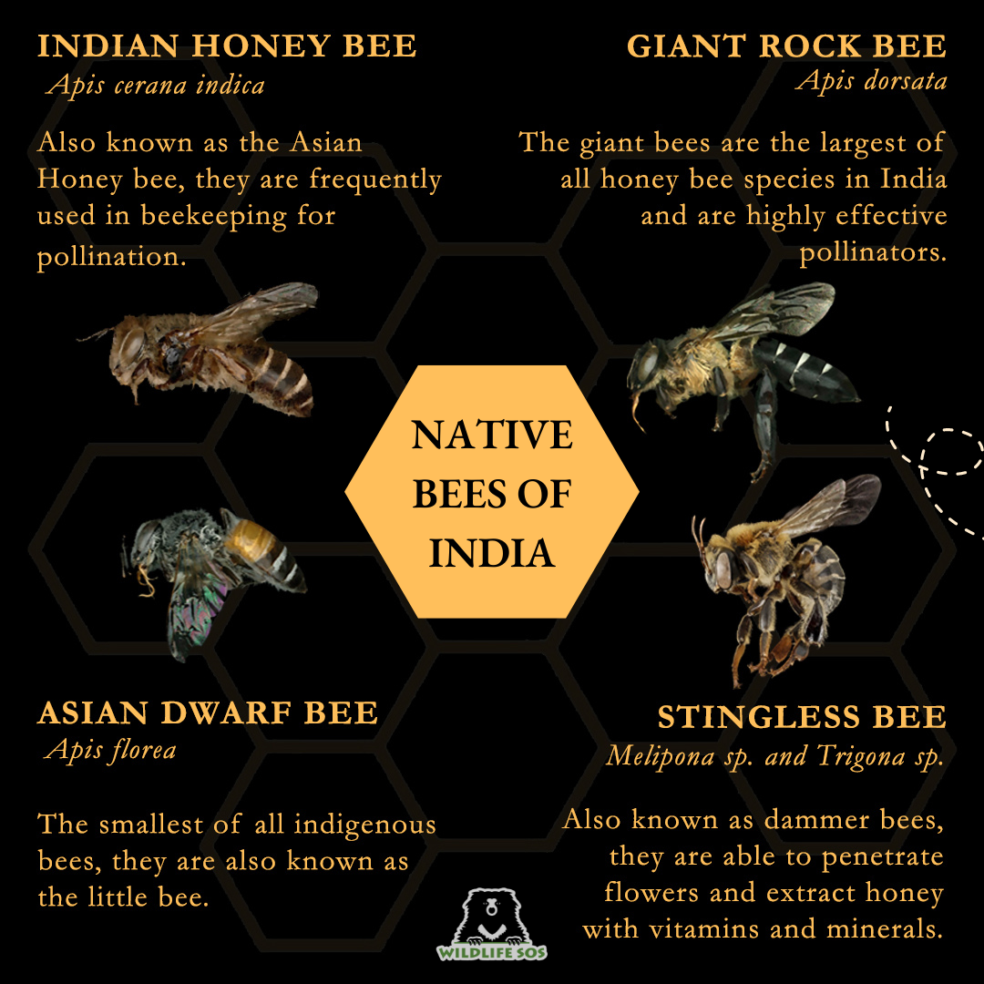 honey bees native to India