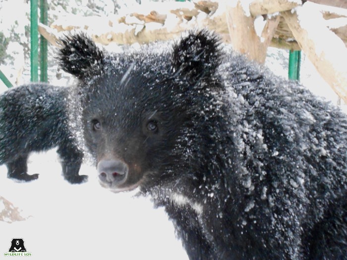 The bears love playing in the snow. [Photo (c) Wildlife SOS]