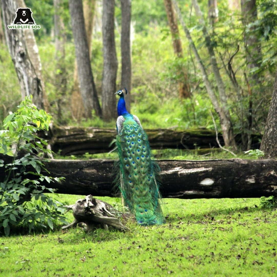 When do Peacocks shed their feathers? - Peacocks UK