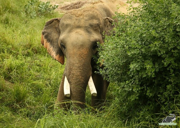 Rhino Horns Elephant Ivory Seized After Busting Smugglers In