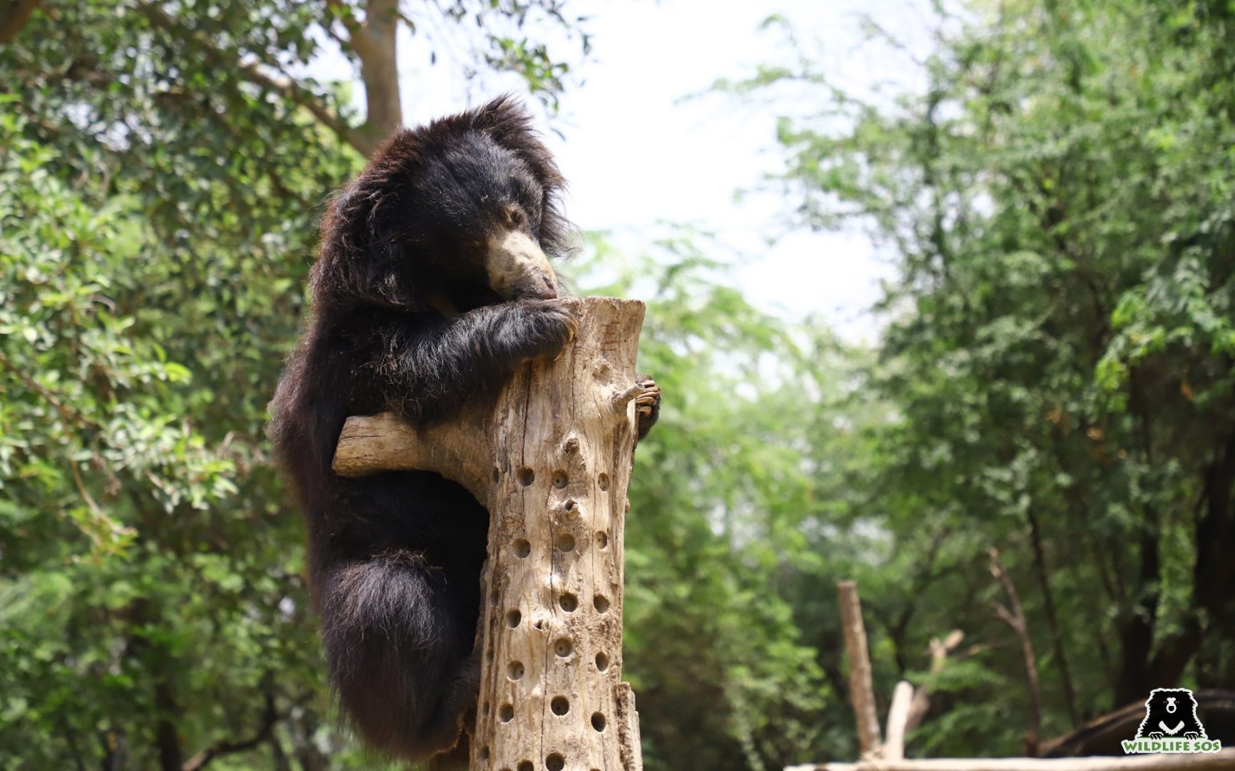 https://wildlifesos.org/wp-content/uploads/2022/08/Shresatha_Sloth-bear_Mowgli_Wooden-Honey-Log-1731x1080.jpg