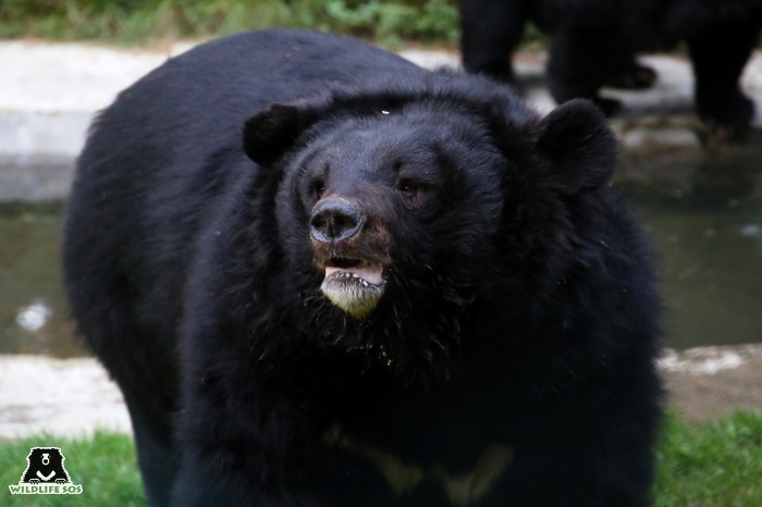 Zara is a dominant and vocal bear. [Photo (c) Wildlife SOS/Mradul Pathak]