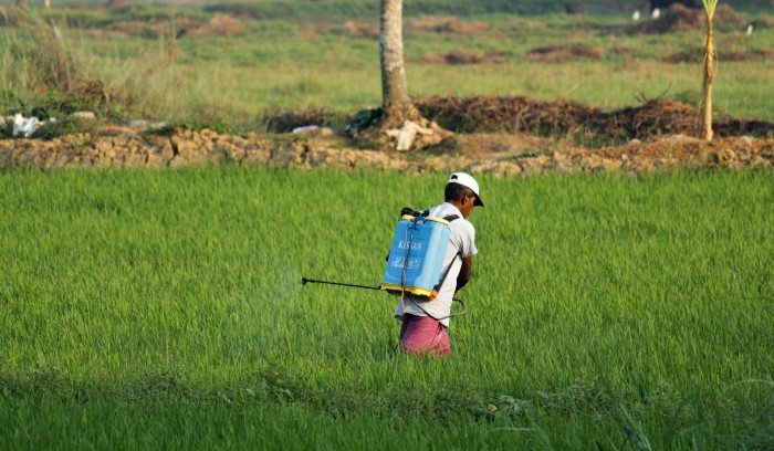 Though pesticides are harmful for our health, in the current scenario, the world would be plunged into an agrarian crisis without the use of pesticides. [Photo (c) Unsplash/Arjun M.J.]