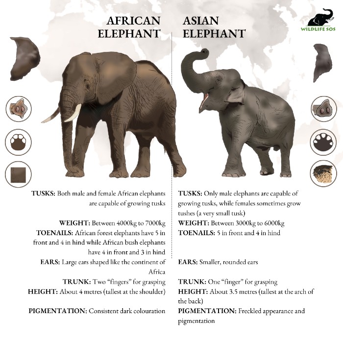 Asian and African elephant [Photo (c) Wildlife SOS/Teesta Mukherjee]