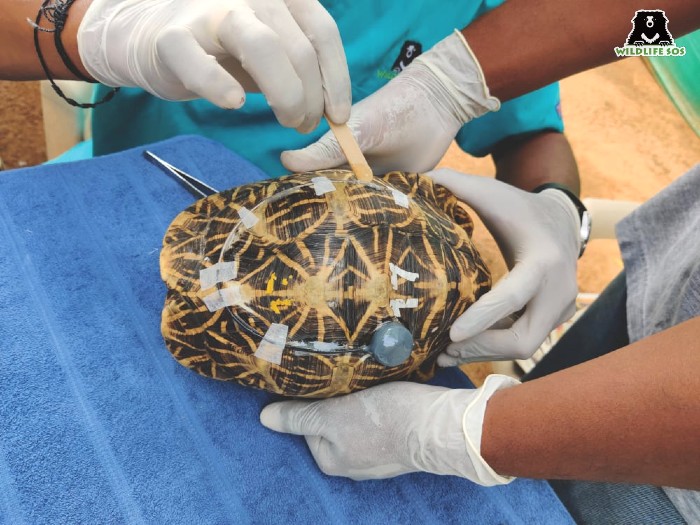 The Wildlife SOS team putting a transmitter on a star tortoise. [Photo (c) Wildlife SOS/Akash Dolas]