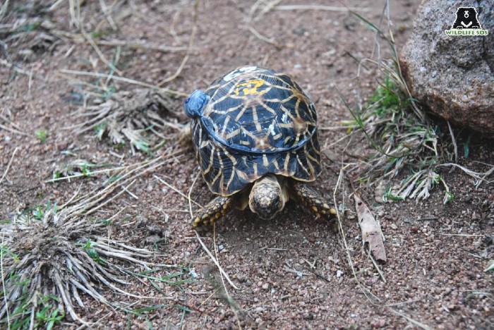 One of 12 star tortoises released outfitted with a transmitter. [Photo (c) Wildlife SOS/Thomas Sharp]