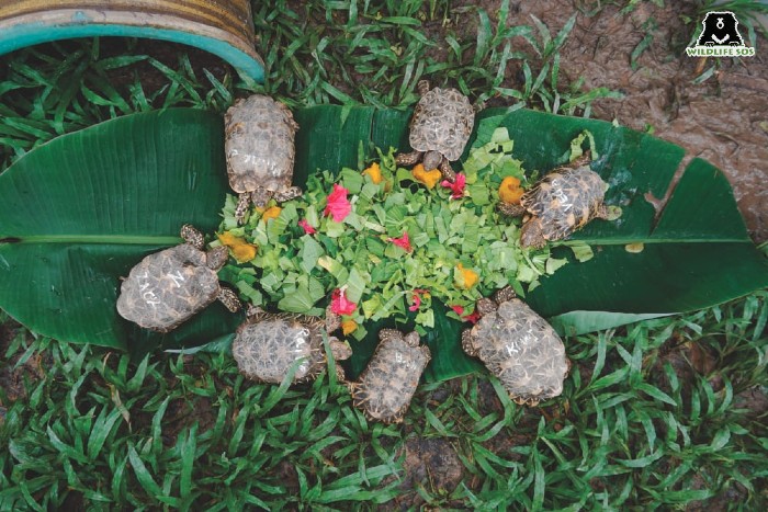 Star tortoises eating. [Photo (c) Wildlife SOS]