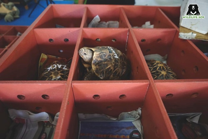 Star tortoises carefully packed for the trip to the release area. [Photo (c) Wildlife SOS/Arinita Sandilya]