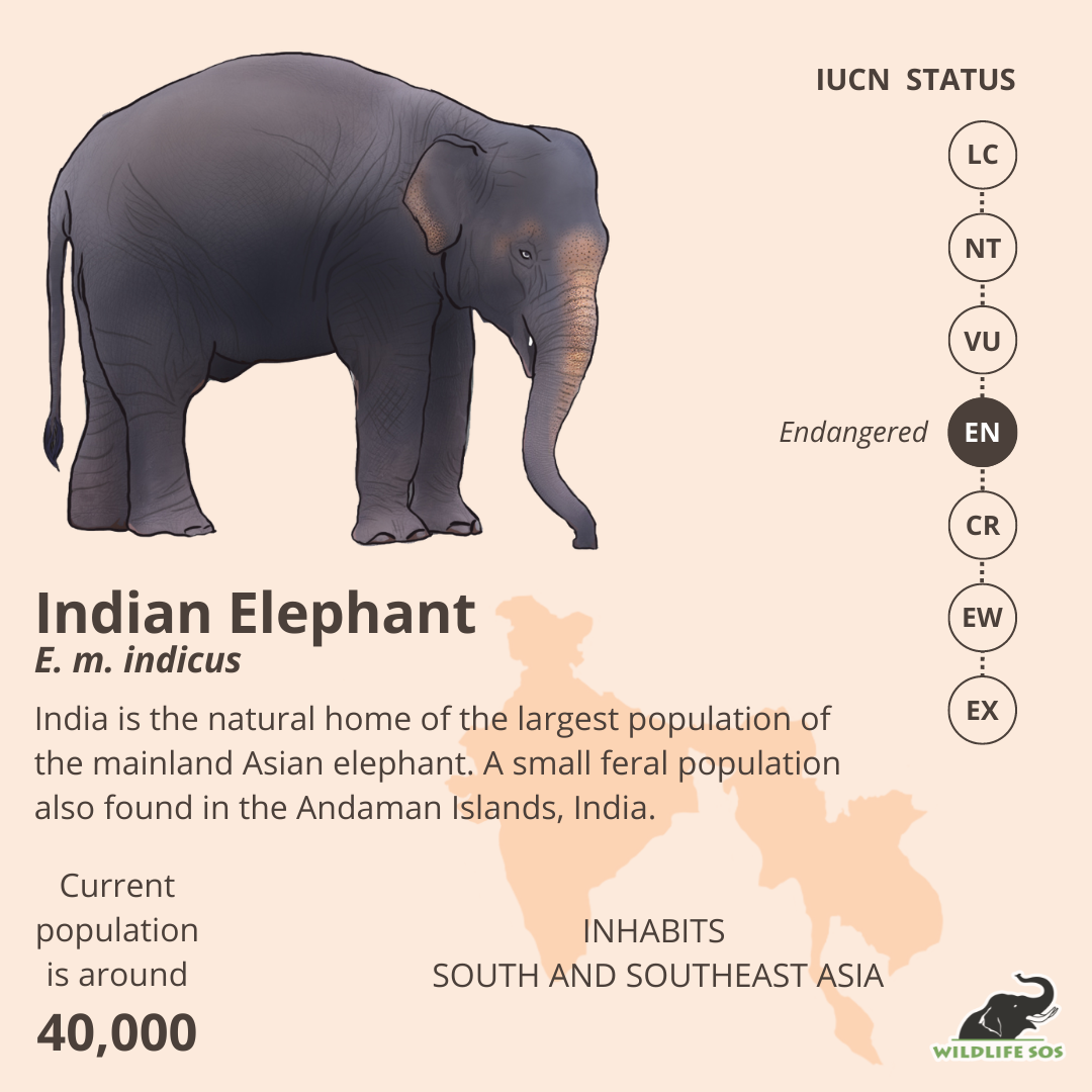 Elephant, Species