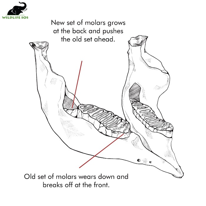 A diagram of Asian elephant teeth. [Photo (c) Wildlife SOS/Malavika Jayachandran]