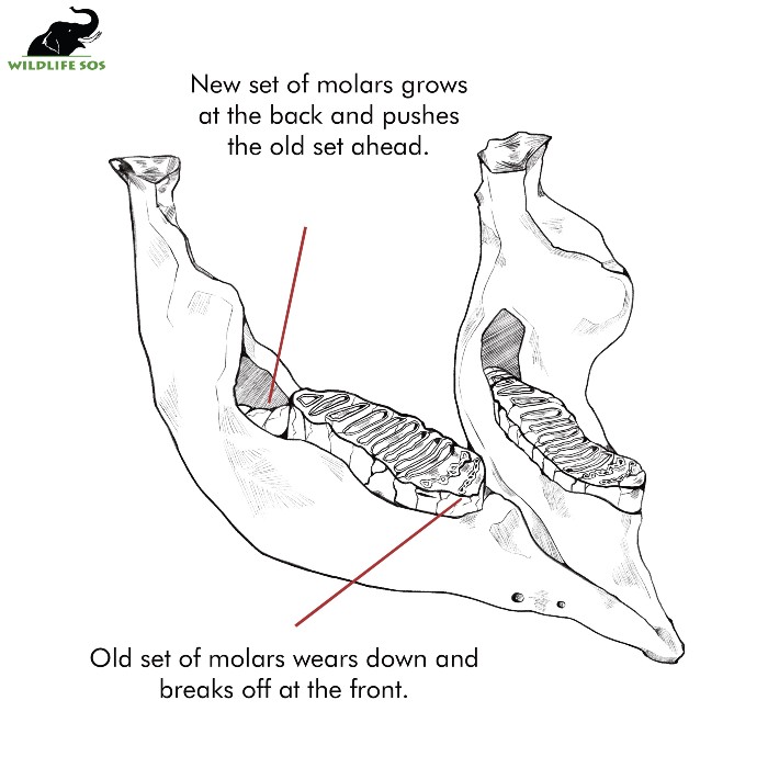 The Role of Molar Teeth In Age Determination of Elephants Wildlife SOS