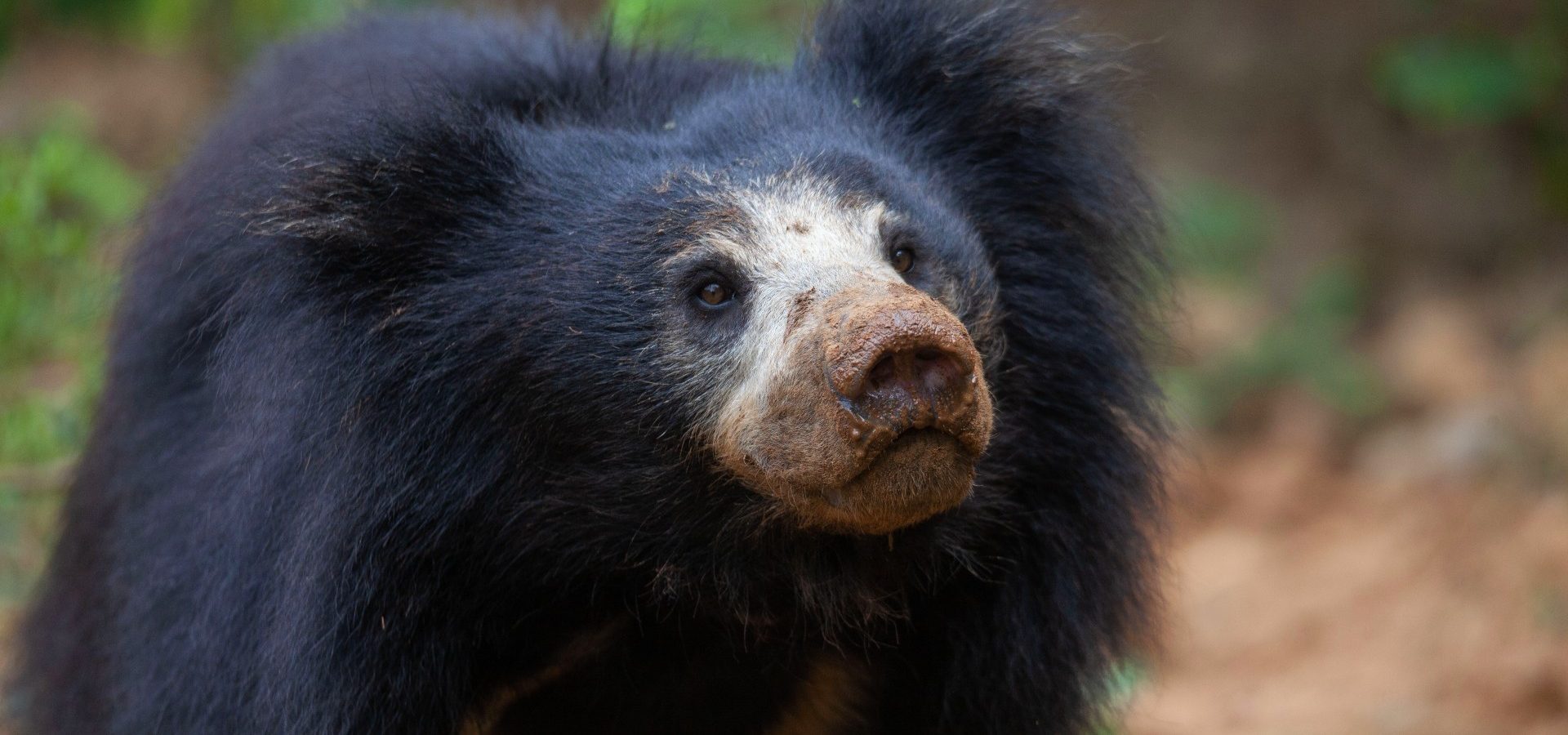 What Is A Sloth Bear? - Wildlife SOS