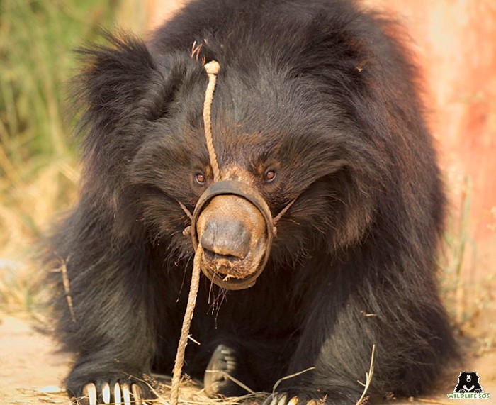 The Kalandar community was forced to depend on the illegal practice of bear dancing for their livelihoods. [Photo (C) Wildlife SOS]