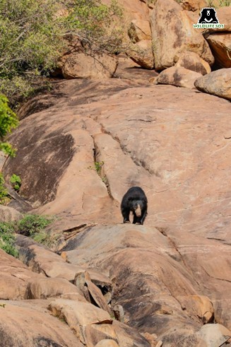 sloth bear