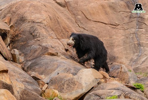 sloth bear at daroji