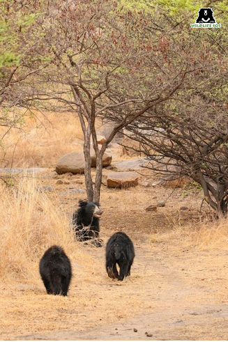 sloth bears at daroji