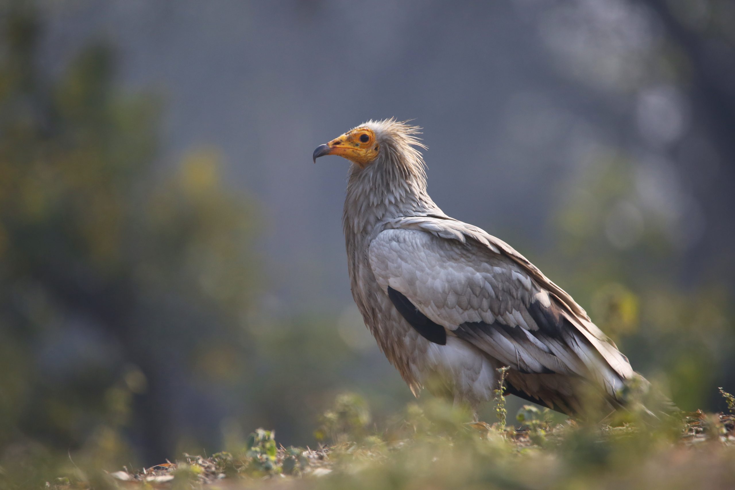 Vulture Awareness Day: How Well Do You Know These Scavengers? - Wildlife SOS
