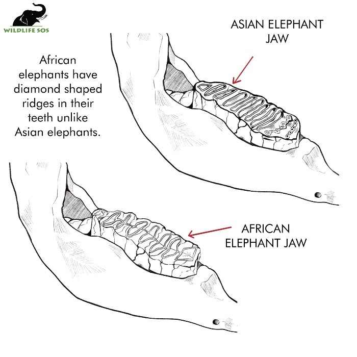 The difference between African and Asian elephant teeth. [Photo (c) Wildlife SOS/Malavika Jayachandran]