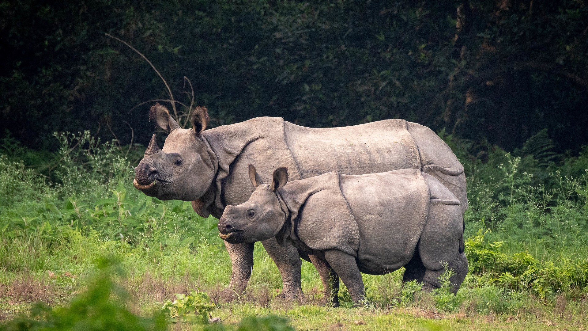 Knowing The World's Rhinos - Wildlife SOS