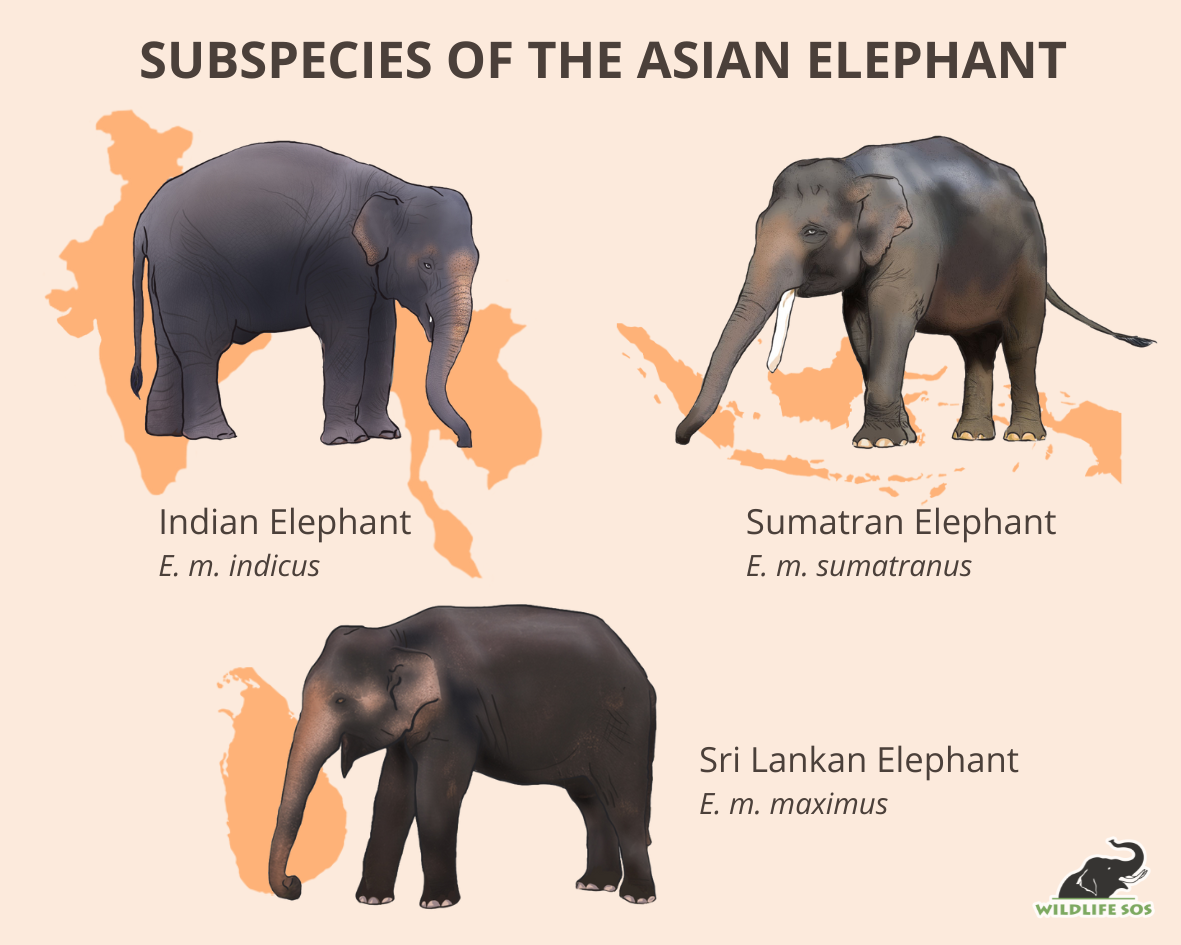 Subspecies of the Asian elephant. [Graphic (c) Wildlife SOS/Teesta Mukherjee]