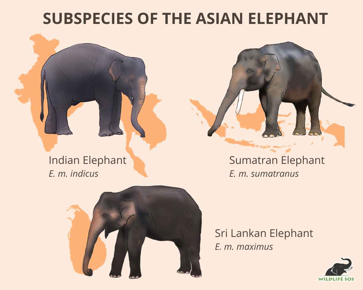 Elephant, Species