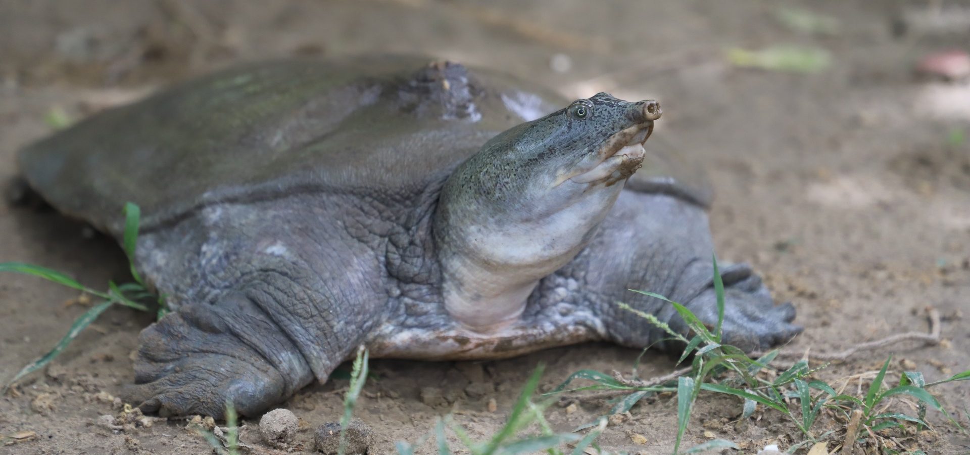 Introducing The Indian Softshell Turtle - Wildlife SOS