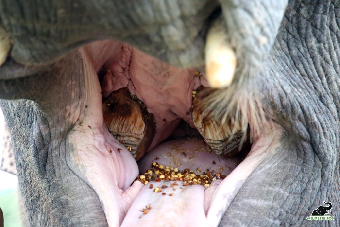 Elephant Laxmi opens her mouth to eat channas given to her by her caregiver. Here, you can see what teeth of an Asian elephant look like. [Photo (c) Wildlife SOS/Mradul Pathak]