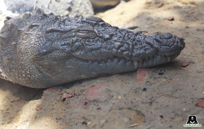 Tracing The Evolution Of Crocodiles - Wildlife SOS