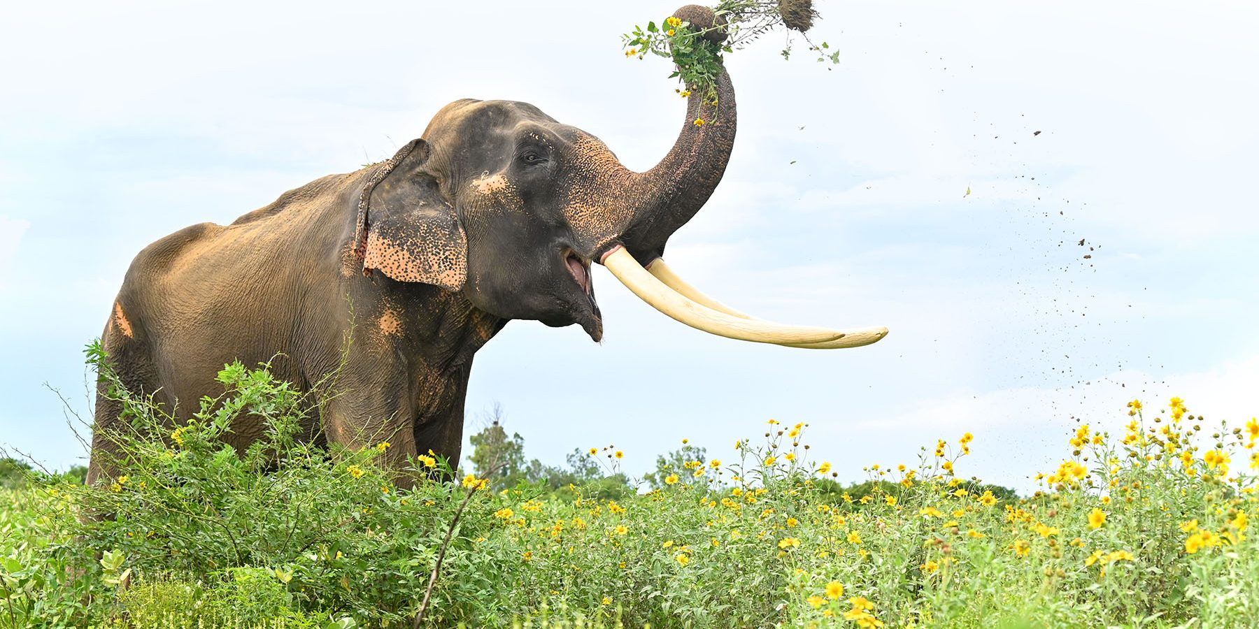 Introducing The Subspecies Of Asian Elephants - Wildlife SOS