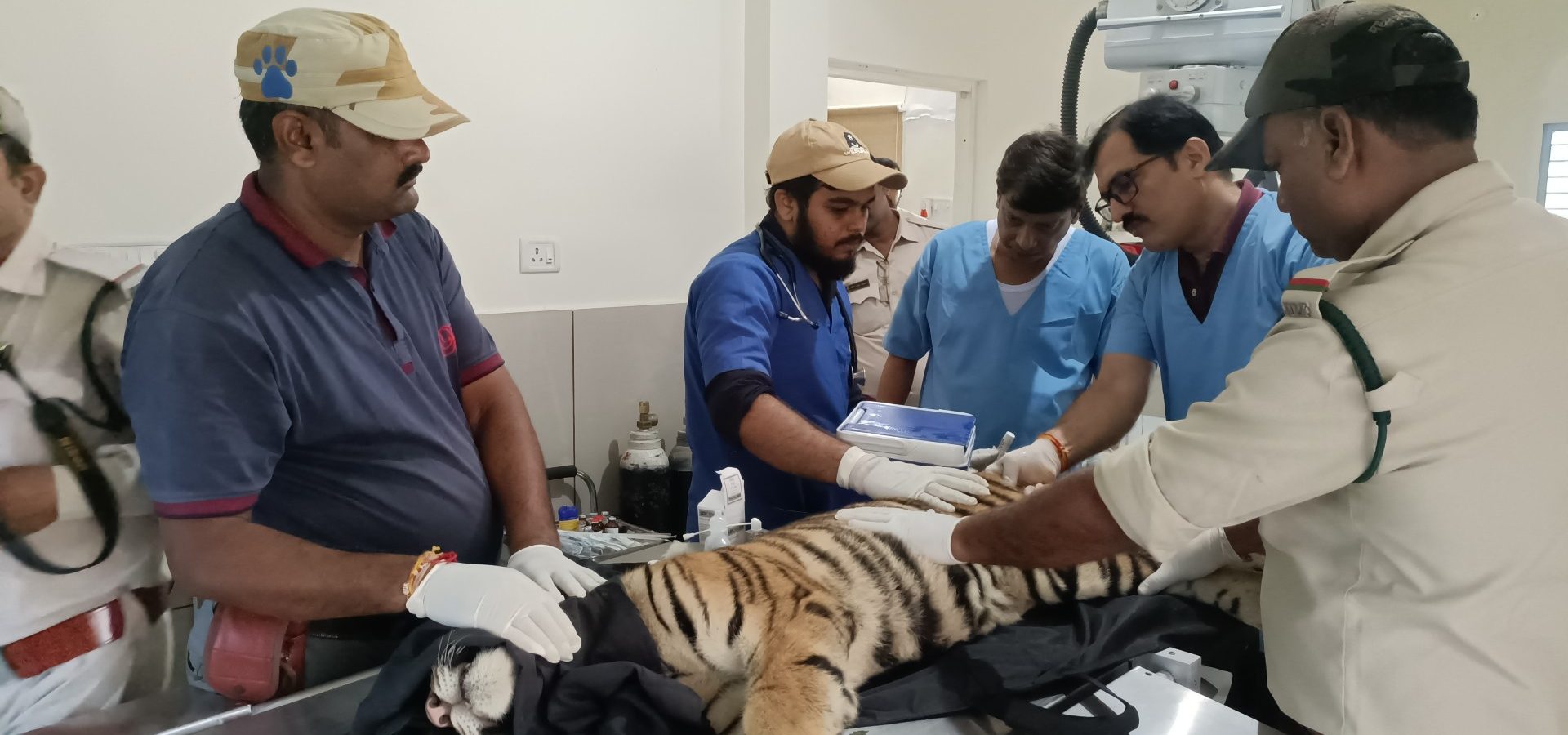 Female Tiger Cub Rescued From Well, Receives Treatment at VVNP - Wildlife  SOS