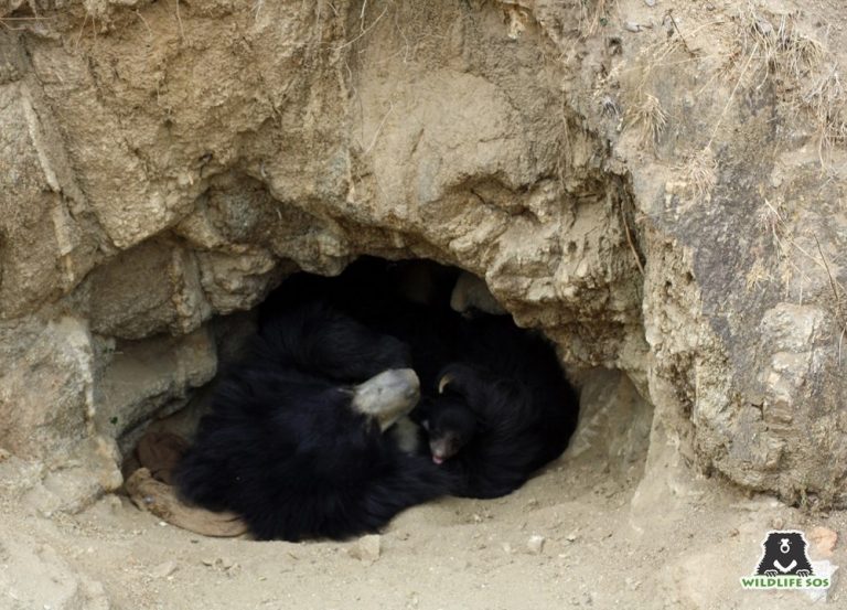 Sloth bears will use many different types of places for resting dens depending on what is available in the habitat, this includes naturally occurring caves and crevices between big boulders. [Photo (C) Wildlife SOS]
