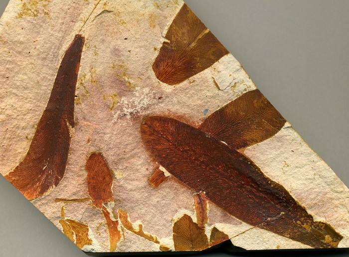 Plant Fossils: A Peek Into Earth's Past - Wildlife SOS