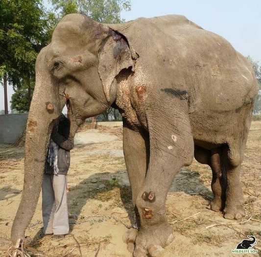 Elephant Rescued After 35 Years in Captivity Finds Forever Home