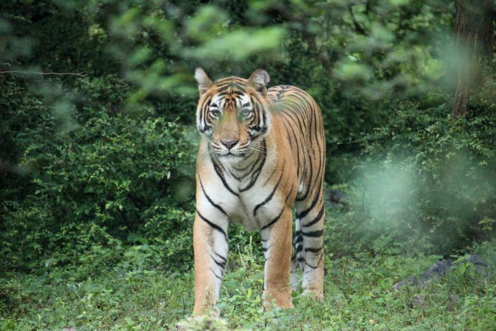 A tiger photographed by Shirina during one of her safaris. [Photo (c) Shirina Sawhney]