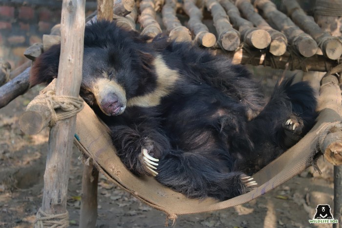 Rescued sloth bears sleeping in their hammock enrichments at ABRF. [Photo (c) Wildlife SOS/Shresatha Pachori]