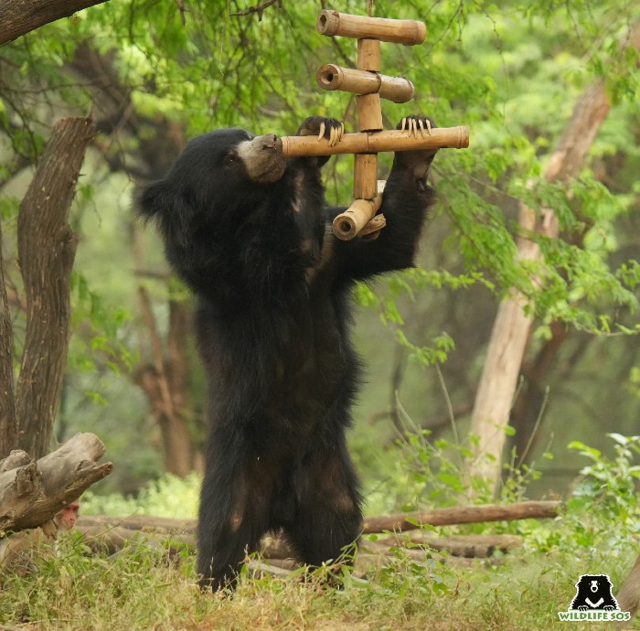 Arthur playing with one of his enrichments that was made by his caregiver. [Photo (c) Wildlife SOS/Shresatha Pachori]