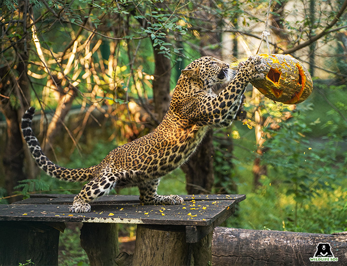 A Day At The Manikdoh Leopard Rescue Centre! - Wildlife SOS