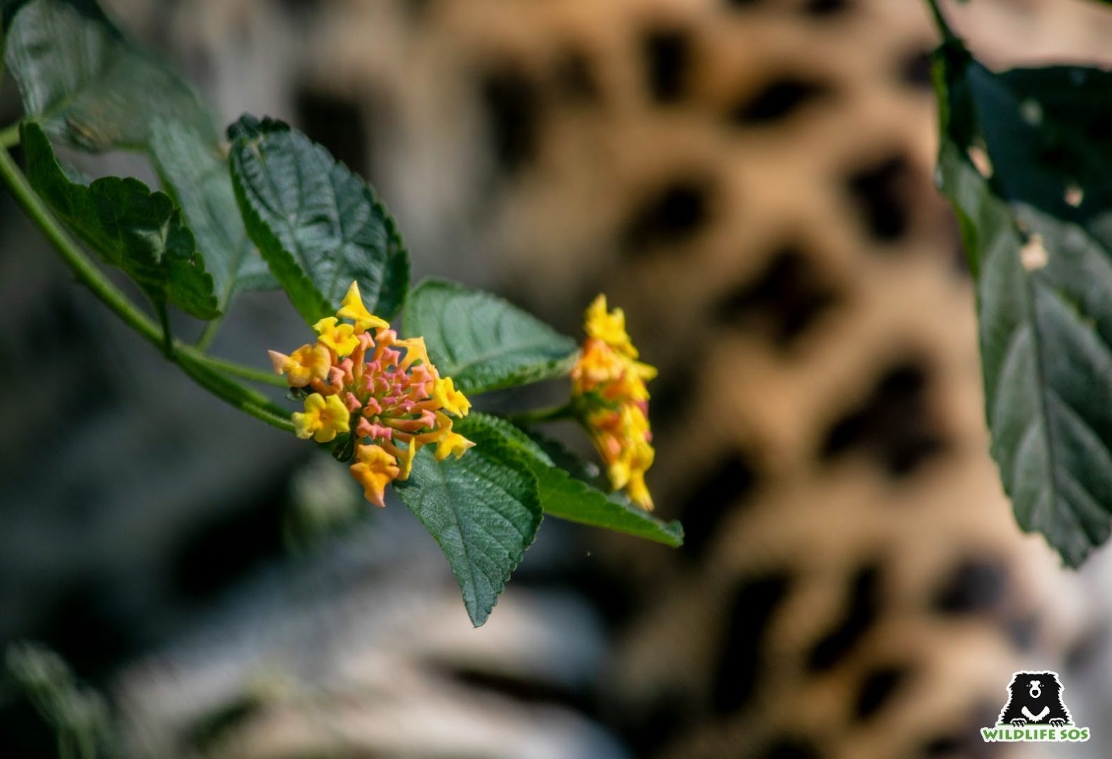 The invasive Lantana Camara has taken over 40 percent of tiger habitats. [Photo (c) Wildlife SOS/Akash Dolas]