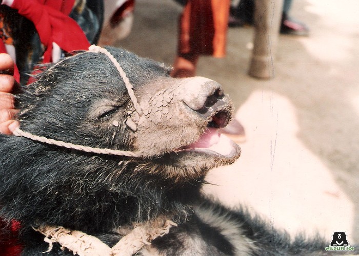 Sloth bear cub poached for the 'dancing' bear tradition. [Photo (c) Wildlife SOS/Shresatha Pachori]