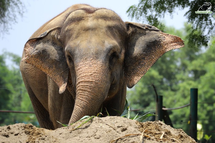 Though Priyanka can be a little temperamental and cautious, that is totally normal for an elephant. [Photo (C) Wildlife SOS/Shresatha Pachori]