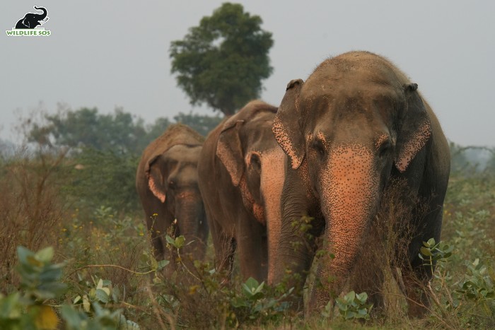 Maya, Phoolkali and Emma walking gracefully on the grounds surrounding ECCC. [Photo (c) Wildlife SOS/Mradul Pathak]