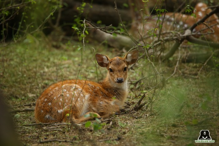 Spotted deer, often seen within the Sur Sarovar Wildlife Sanctuary. [Photo (c) Wildlife SOS/Mradul Pathak]