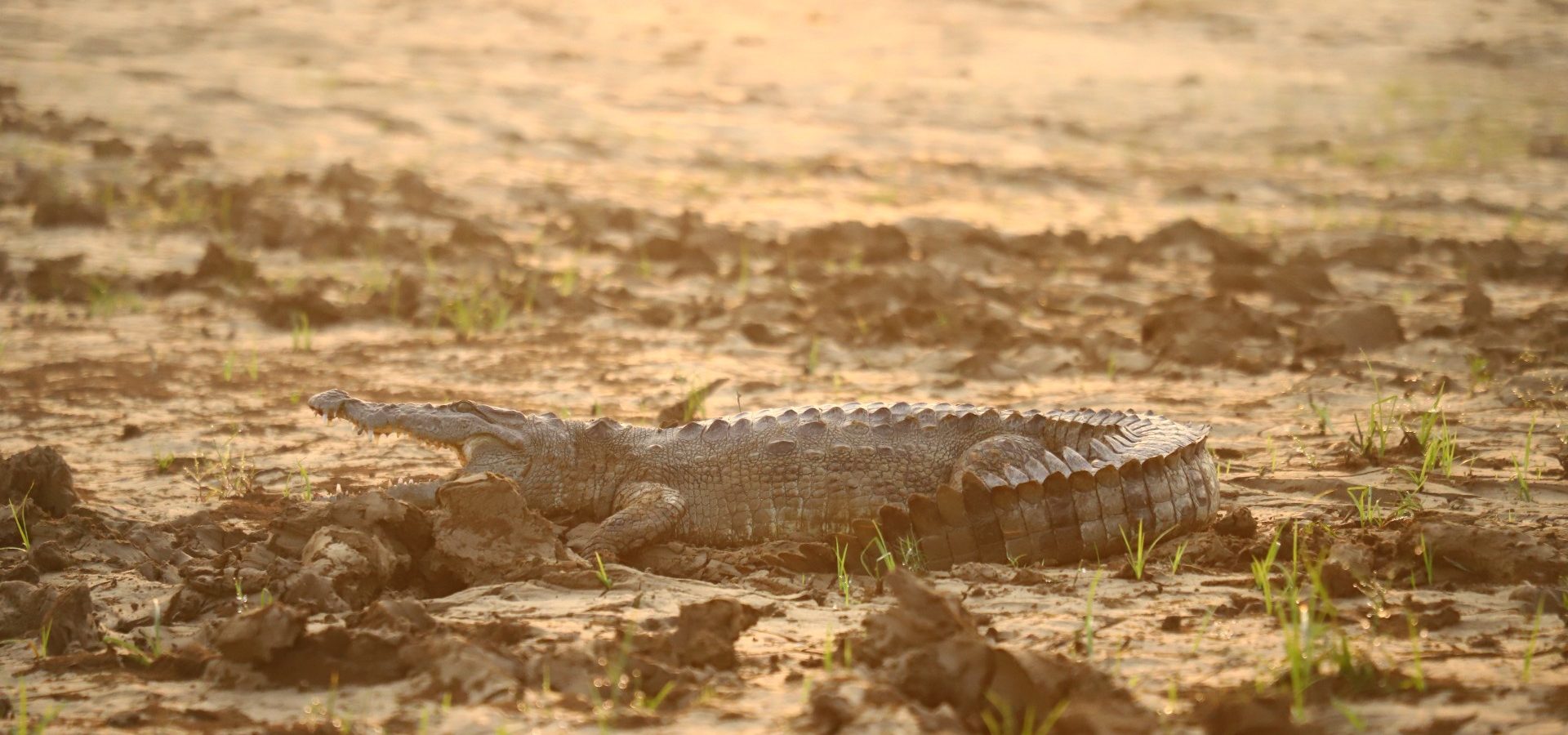 Tracing The Evolution Of Crocodiles - Wildlife SOS