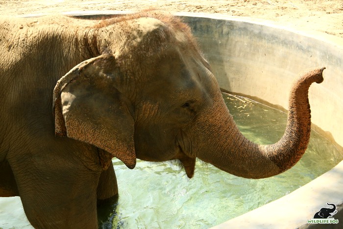 Priyanka enjoys her pool time! [Photo (C) Wildlife SOS/ Mradul Pathak]