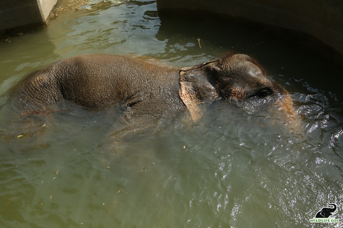 She submerges herself fully in the pool, leaving just the tip of her trunk out to act as a snorkel. [Photo (C) Wildlife SOS/ Mradul Pathak]