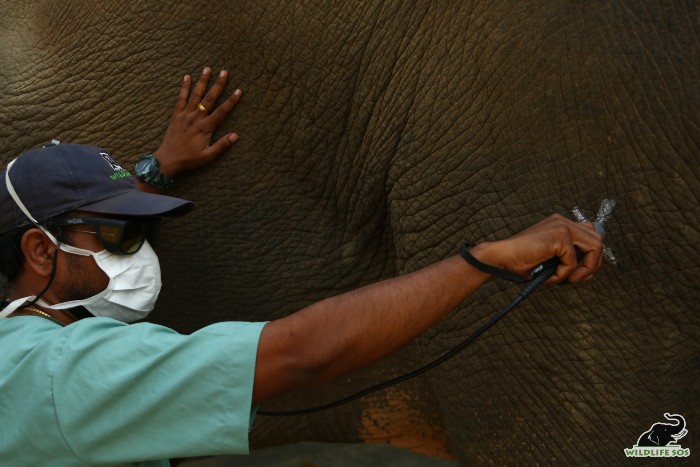 The veterinary team conducts laser therapy treatment on Priyanka. [Photo (C) Wildlife SOS/ Mradul Pathak]