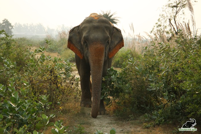 Priyanka on her evening walk at ECCC. [Photo (C) Wildlife SOS/ Mradul Pathak]